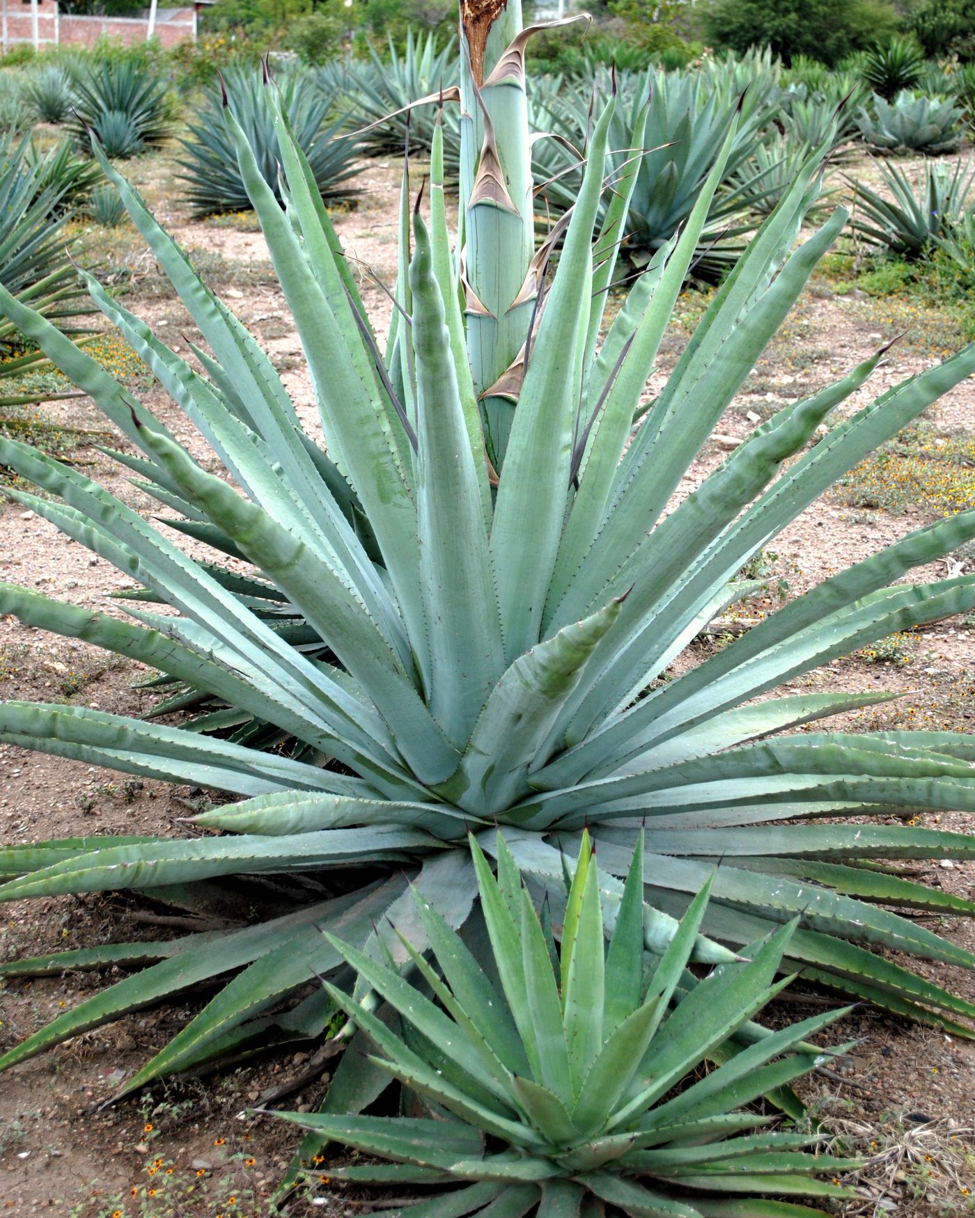 Un agave maduro en el campo, con el quiote empezando a subir