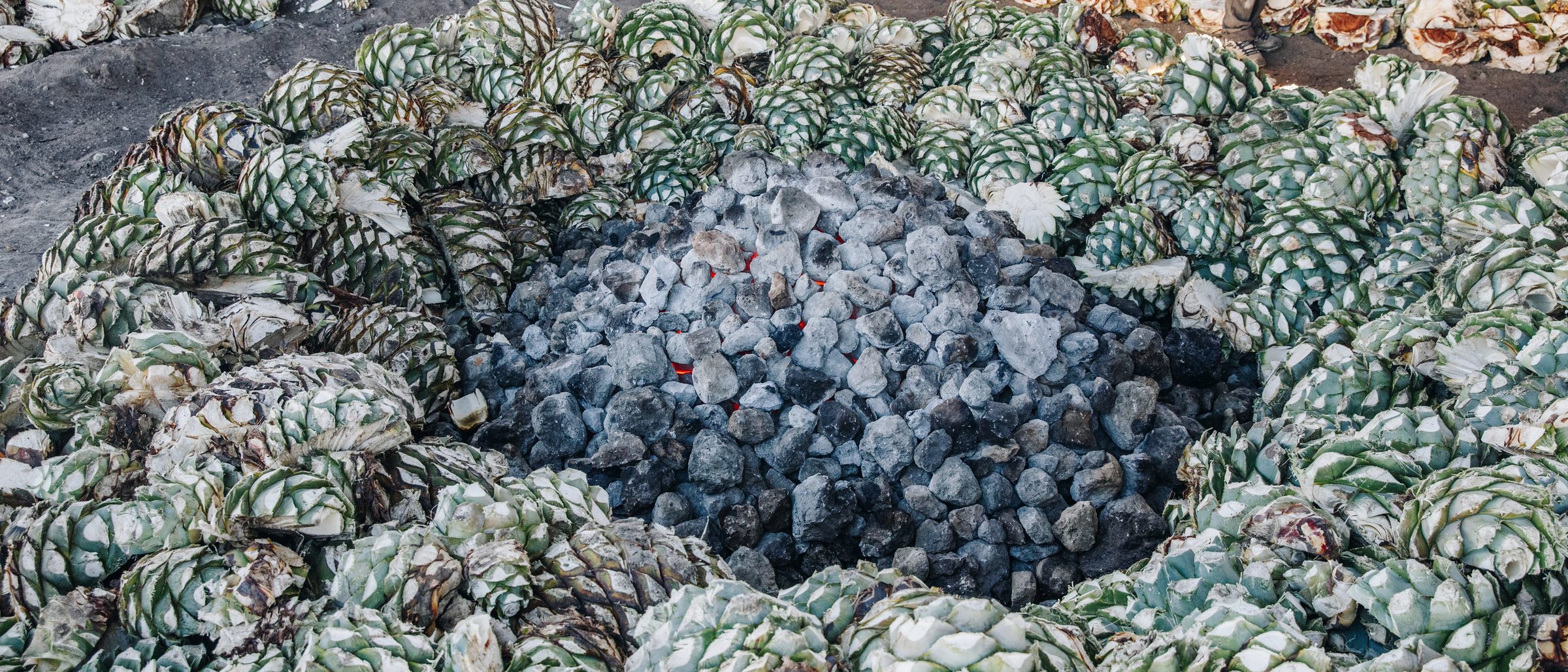 Piñas de agave acomodadas alrededor de las piedras calientes de un horno de tierra